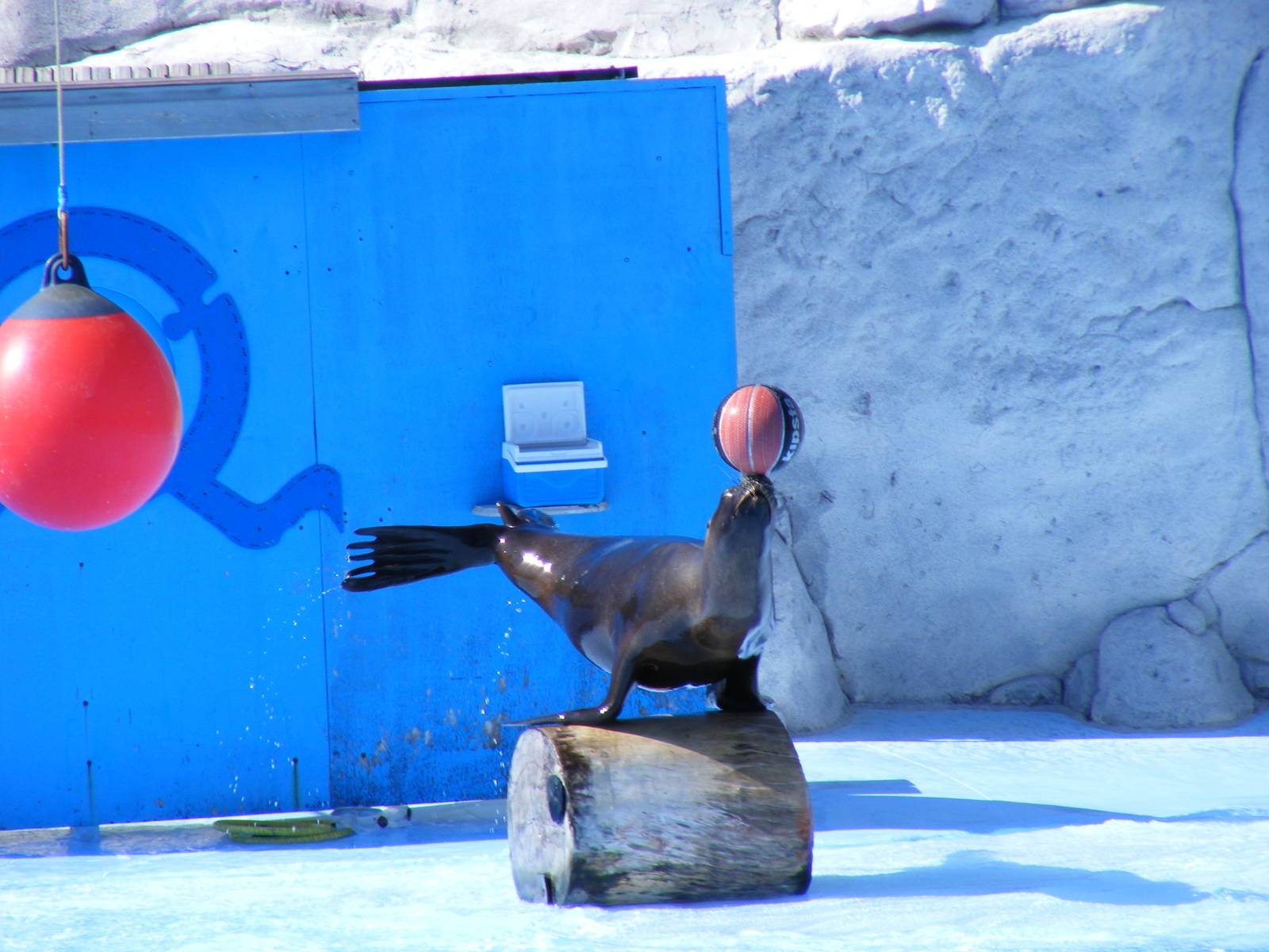 Piccolo the Californian sea lion at Selwo Marina, 2 May 2009