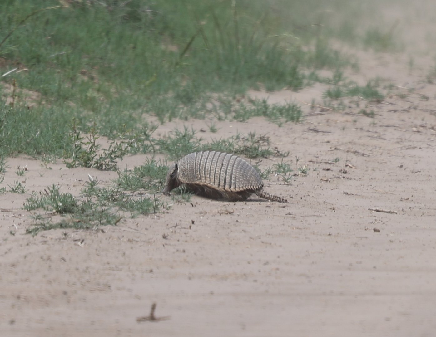 pichi (Zaedyus pichiy)