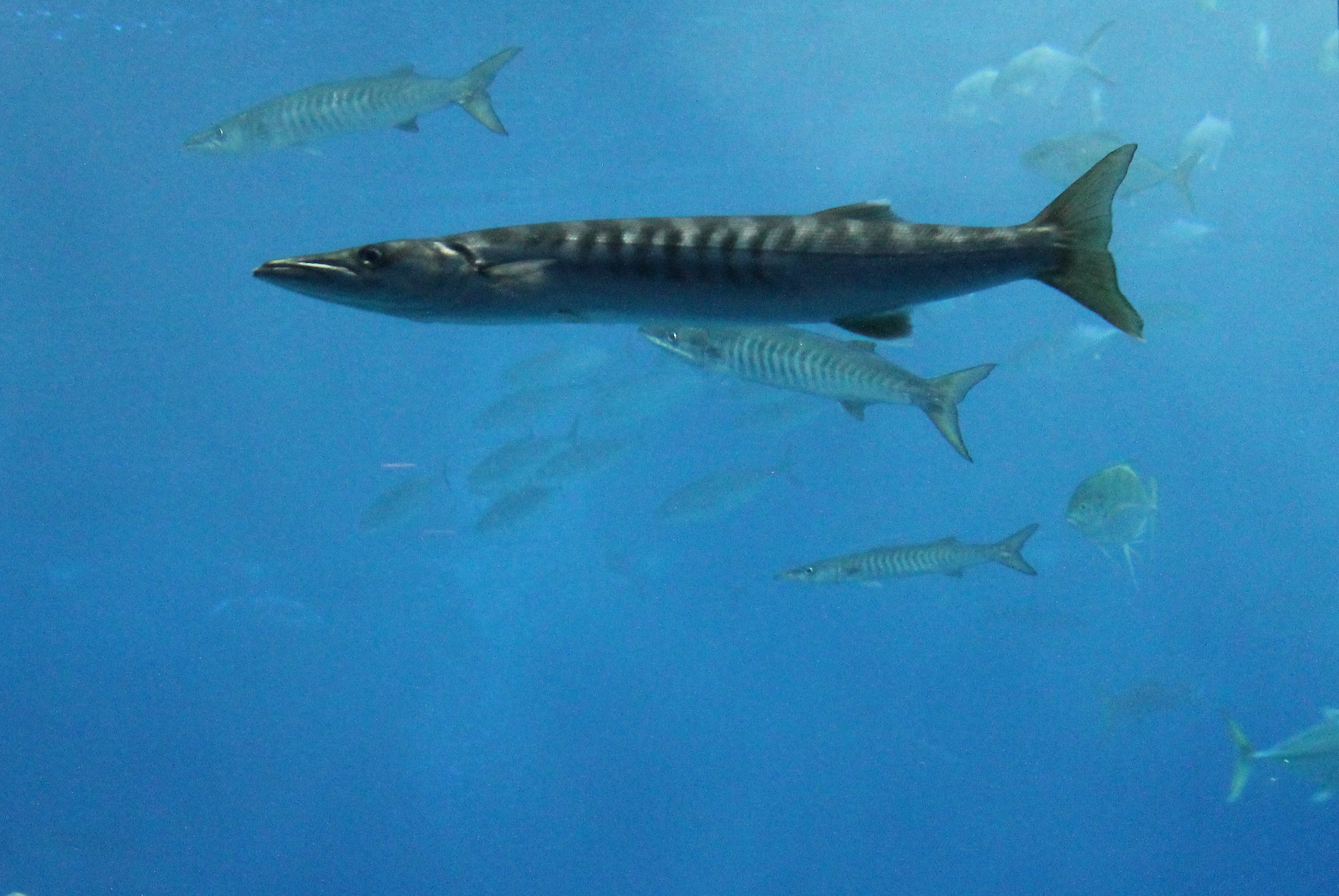 Pick-handle Barracuda (Sphyraena jello)