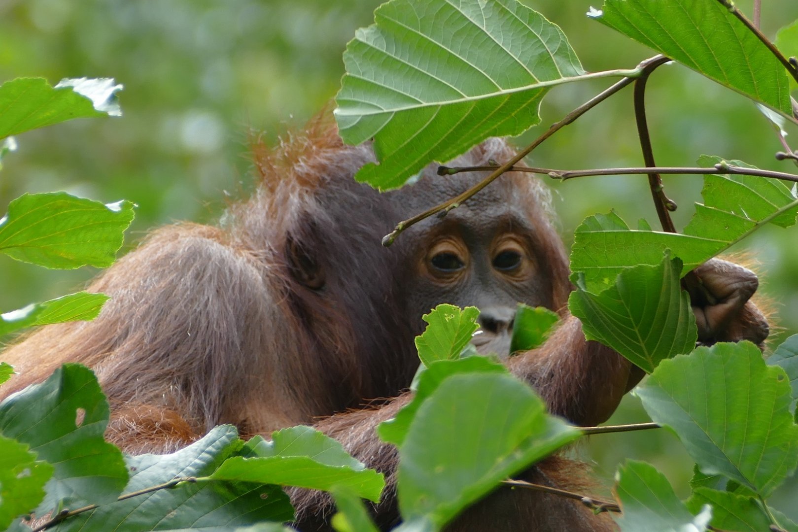 Pick Your Own Lunch, October 2020