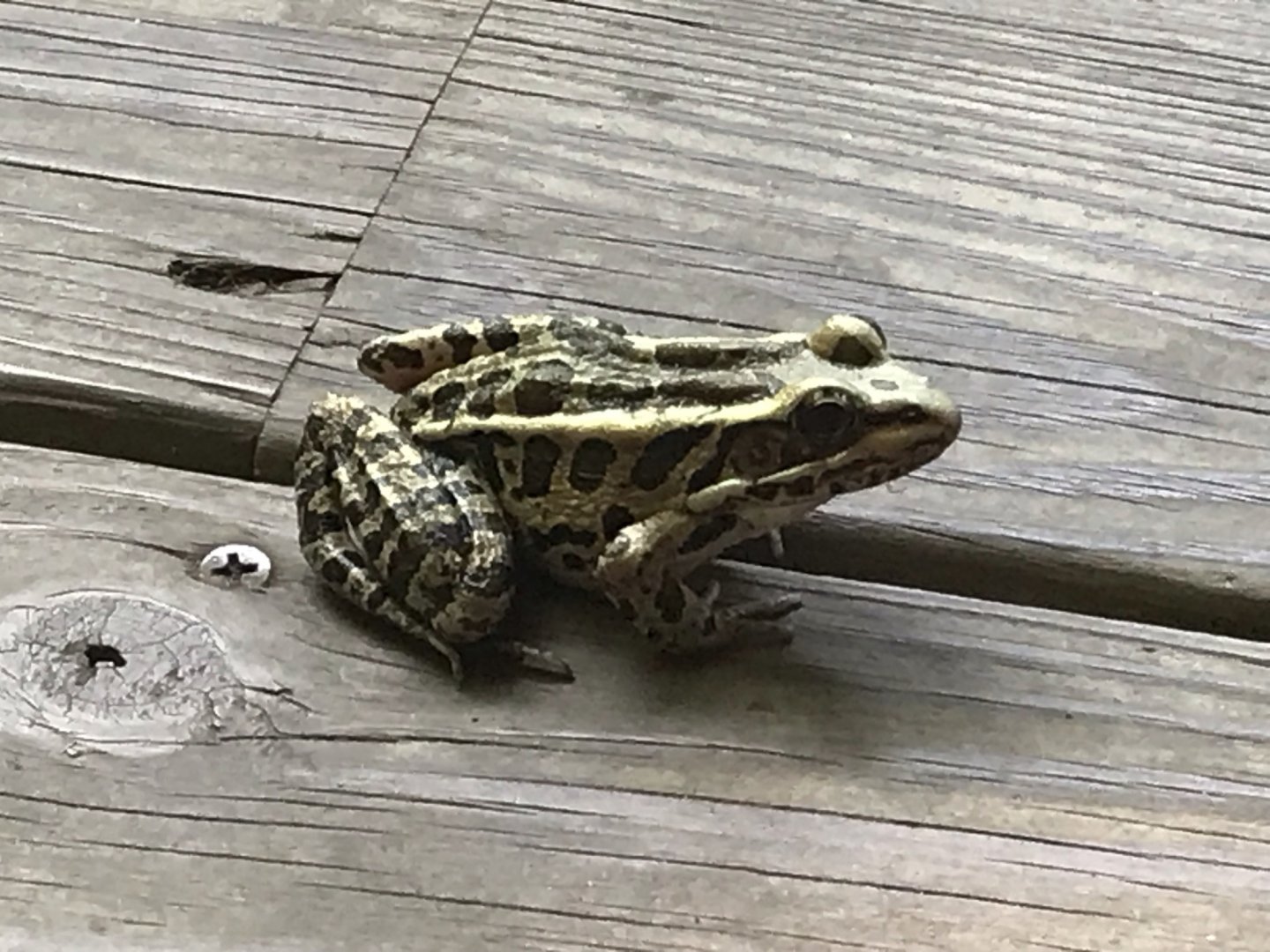 Pickerel Frog in North Carolina