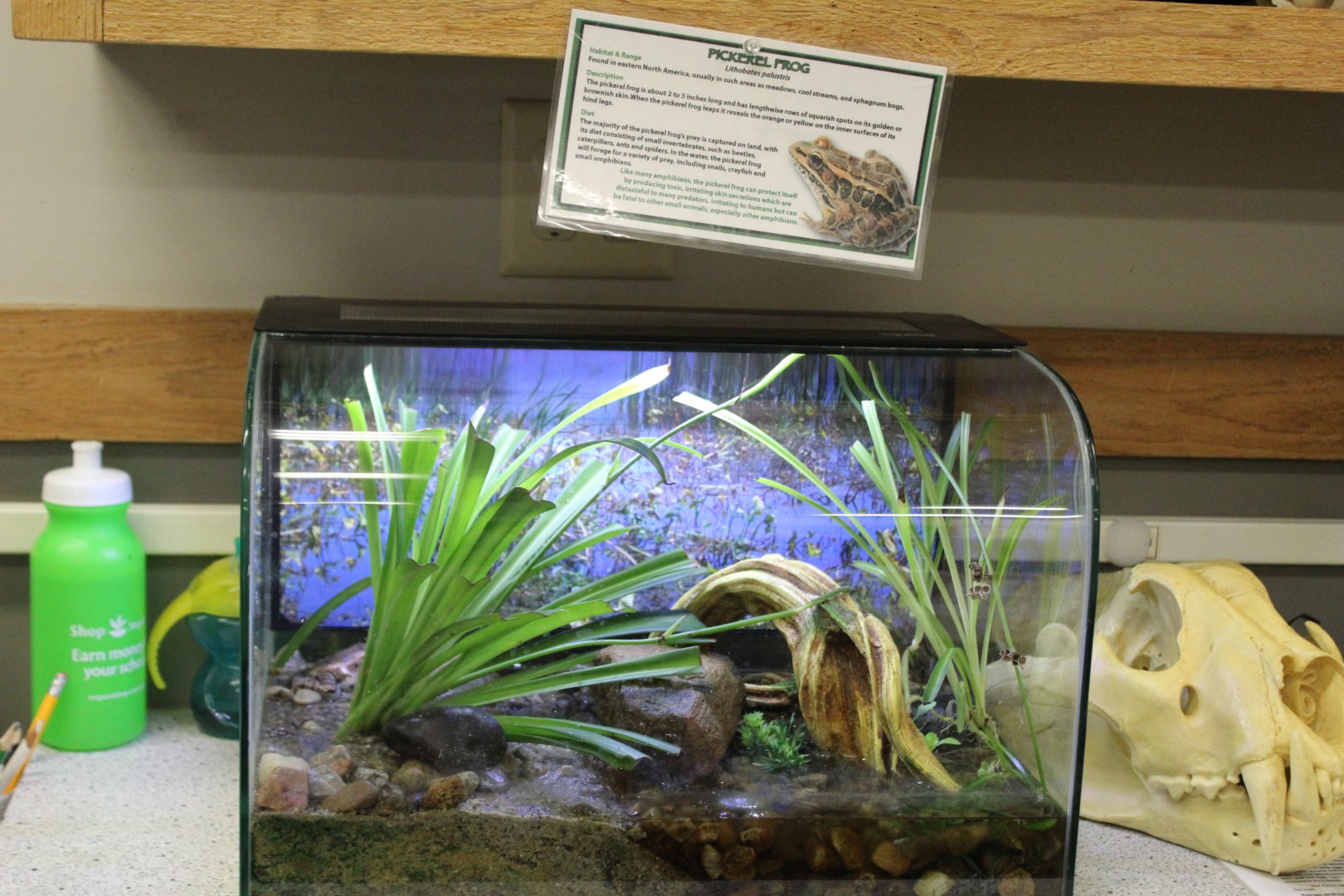 Pickerel Frog Terrarium
