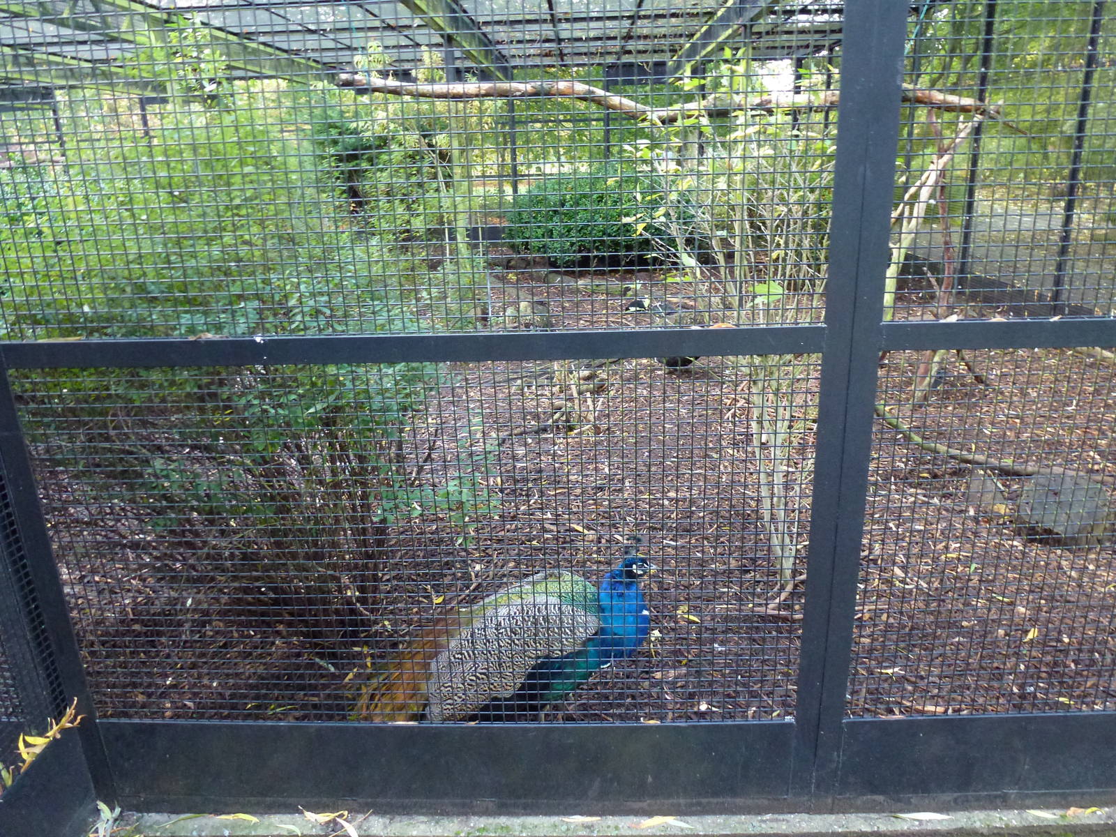 Pickering Park aviaries, November 2013.