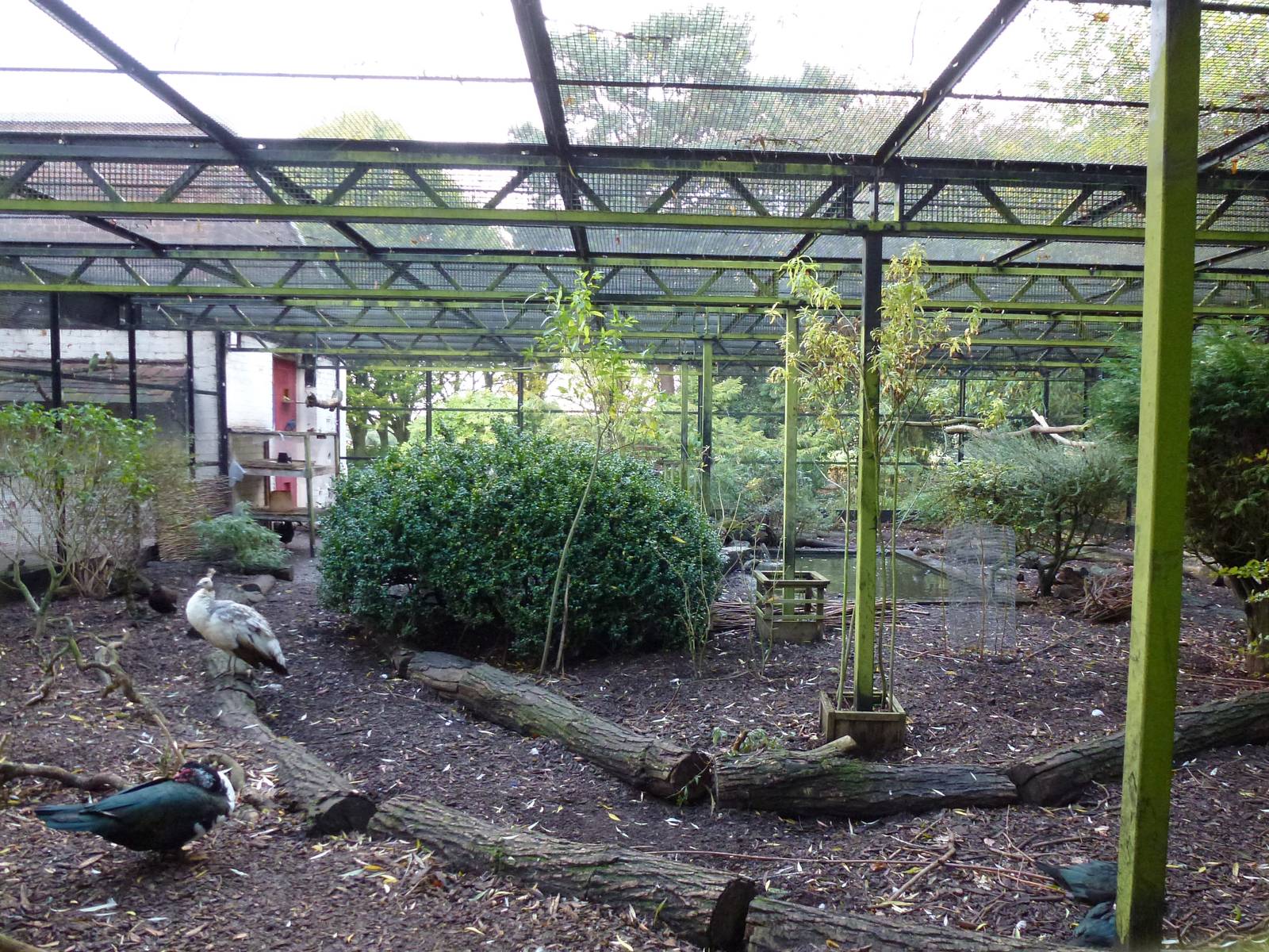 Pickering Park aviaries, November 2013.