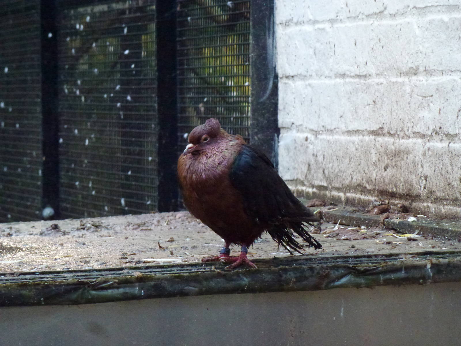 Pickering Park pigeon, November 2013.