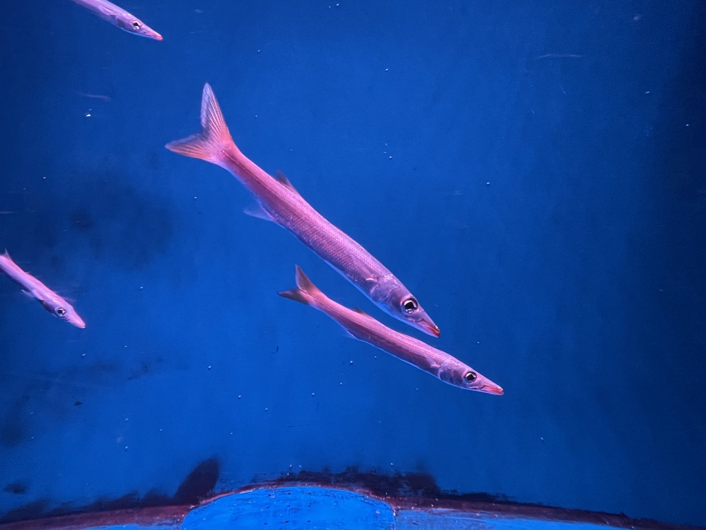 pickhandle barracudas (sphyraena jello) (2)