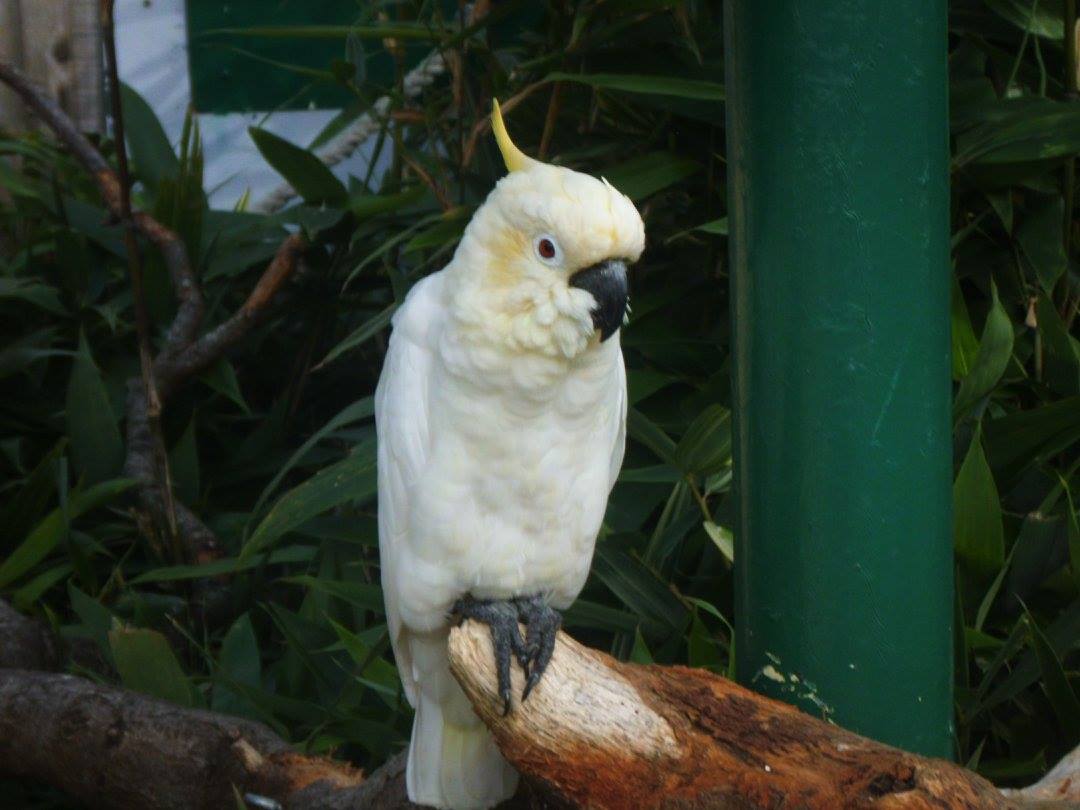Pickles The Cockatoo