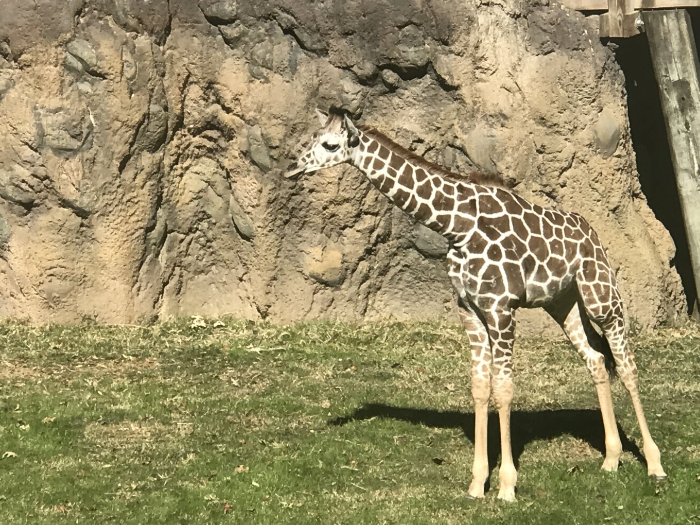 Pickles the Reticulated Giraffe (Giraffa reticulata)