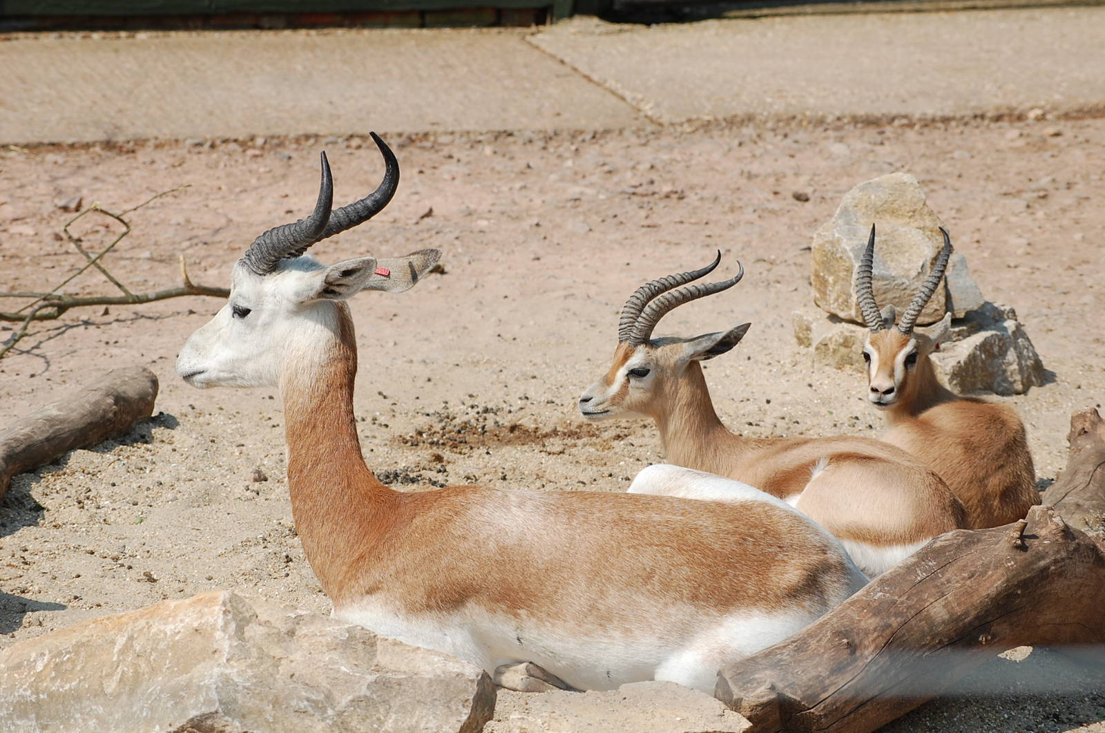 Pick'n'mix gazelles at Marwell 14th May 2008