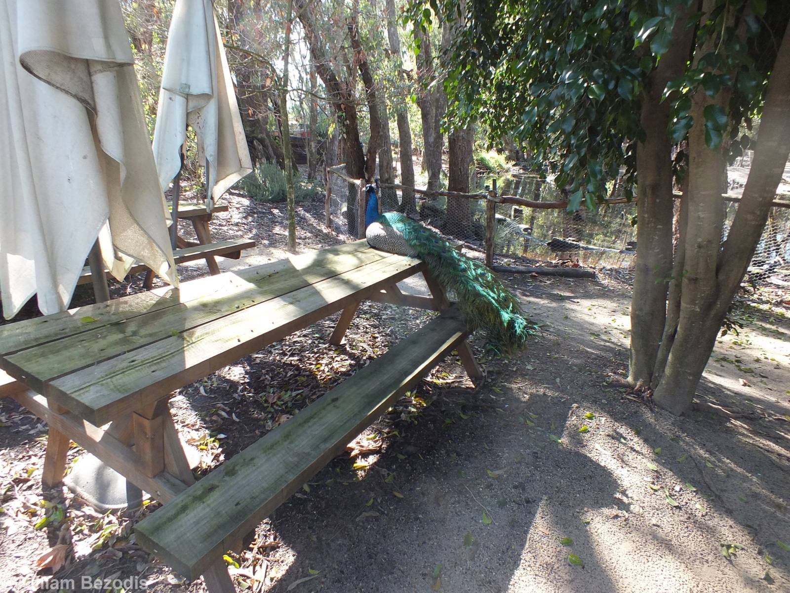 Picnic Area with Peacock