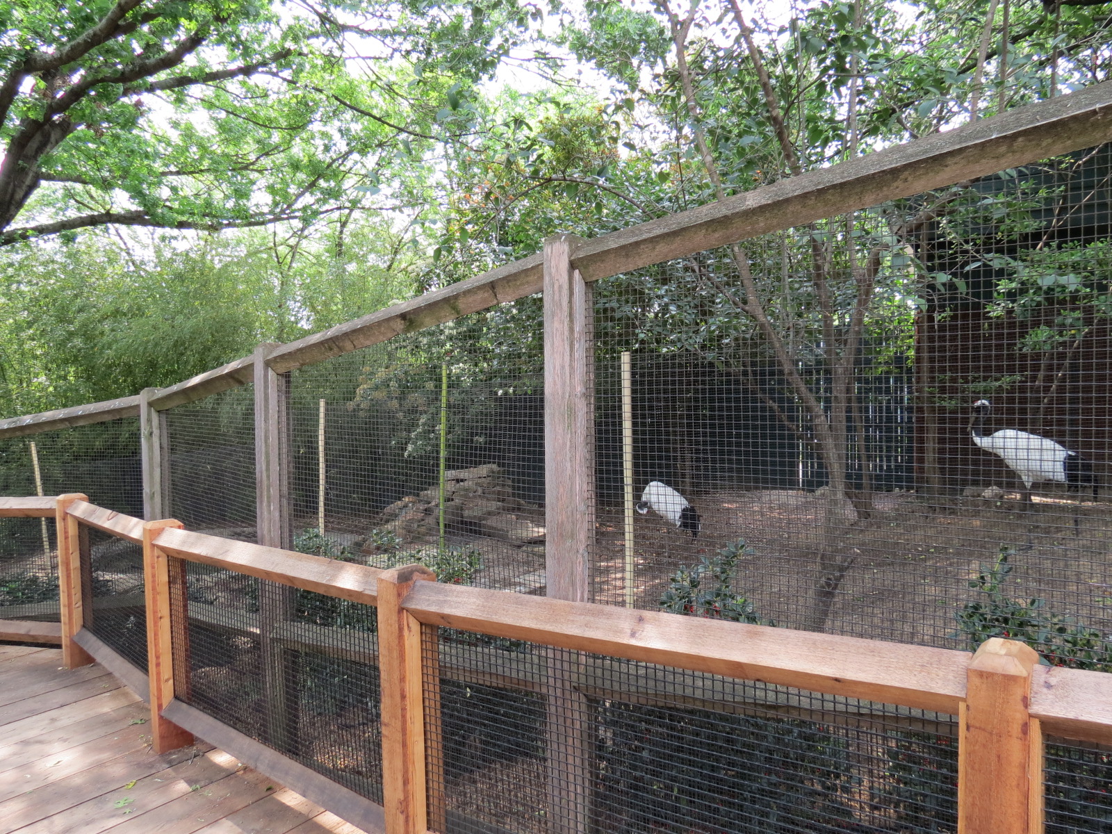 Picnic Ridge - Red-crowned Crane Exhibit