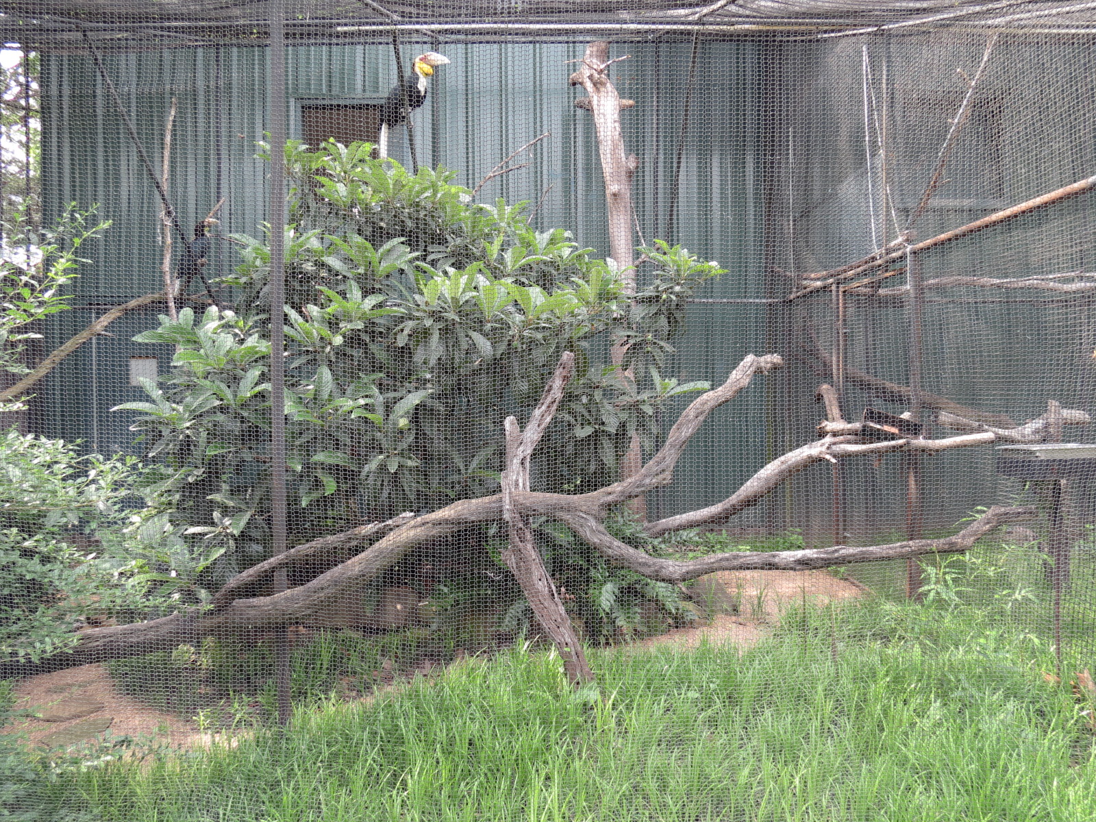 Picnic Ridge - Wreathed Hornbill Exhibit