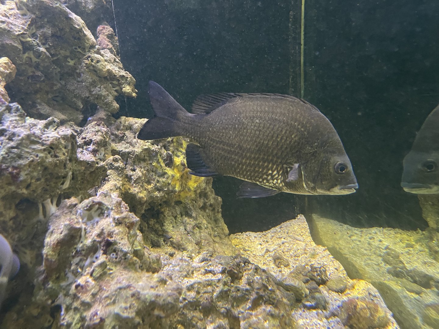 picnic seabream (acanthopagrus berda)