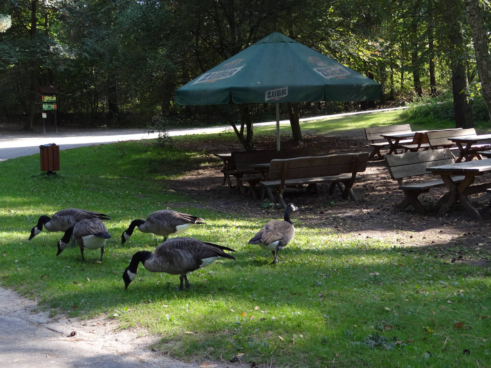Picnic site and unusual guests