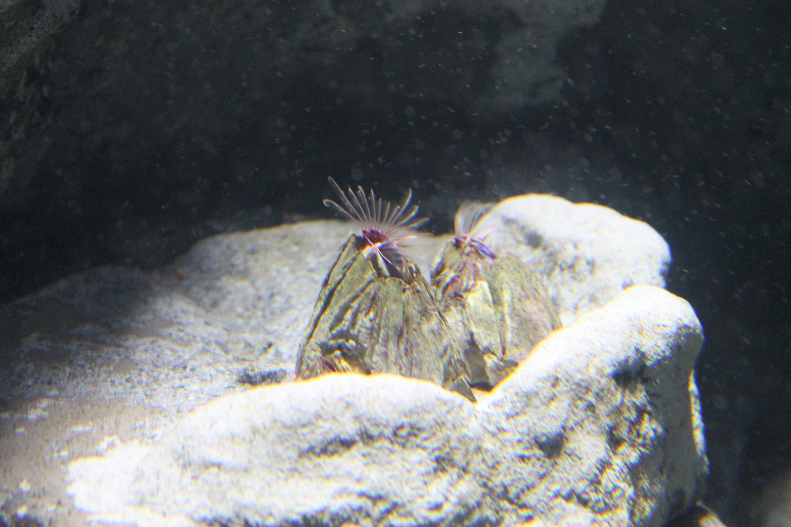 Picoroco (Austromegabalanus psittacus)