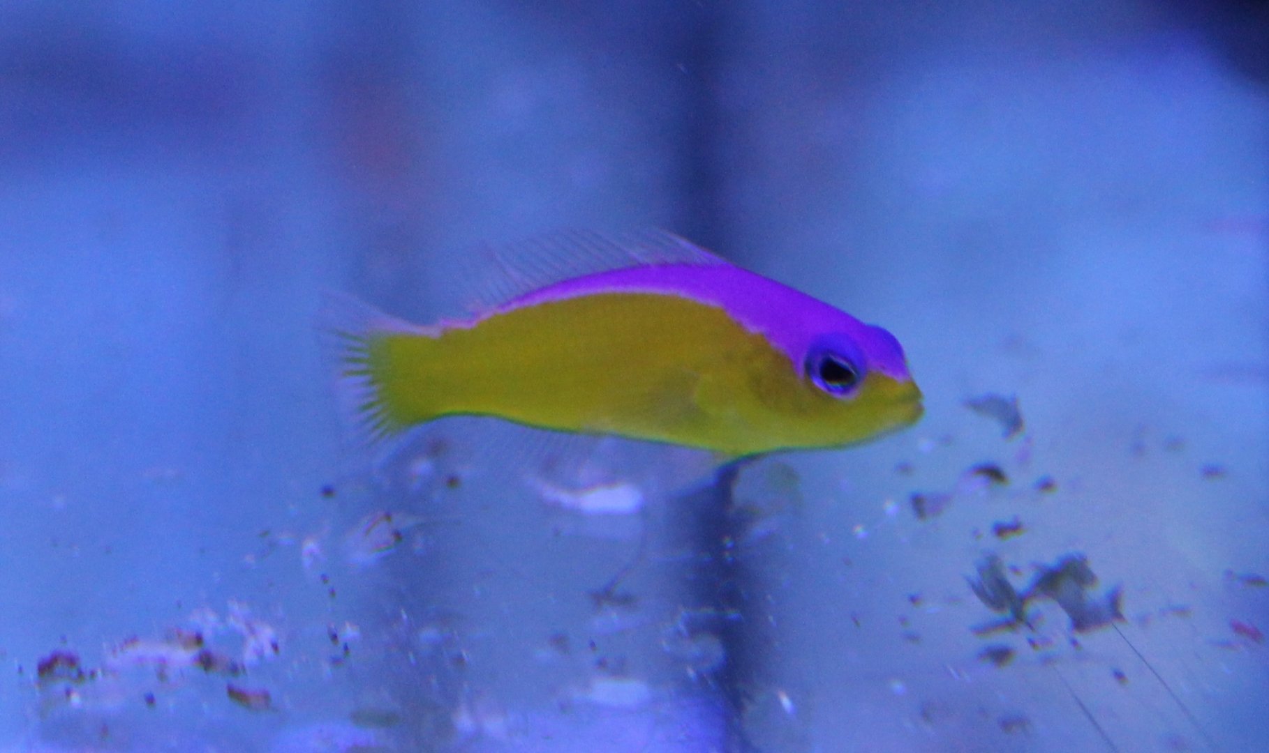 Pictichromis diadema