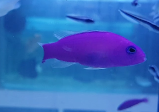 Pictichromis pophyrea - Magenta dottyback