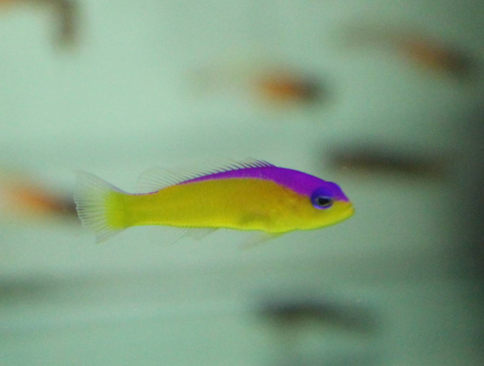 Pictichromus diadema