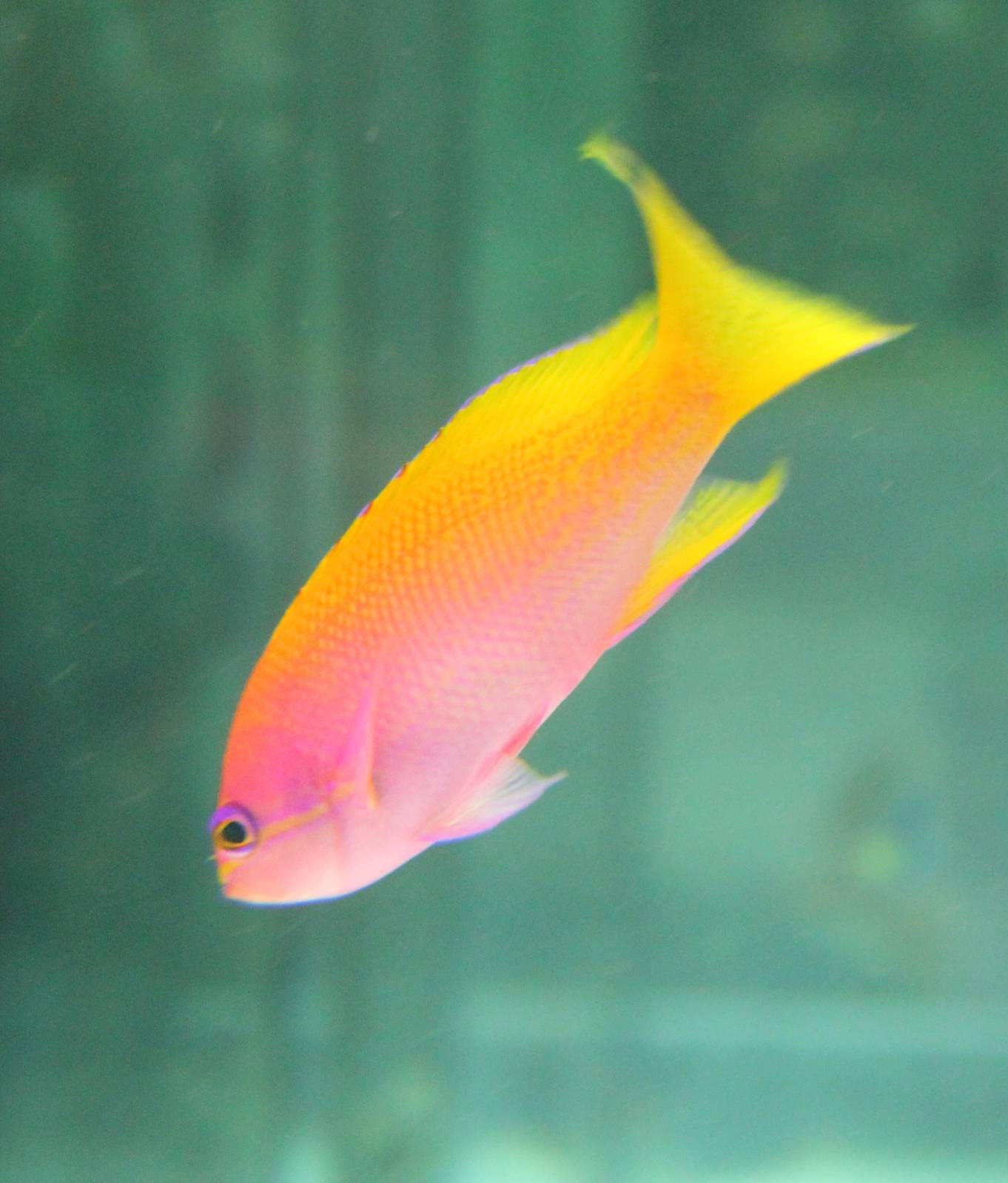 Pictilis Anthias (Pseudanthias pictilis)