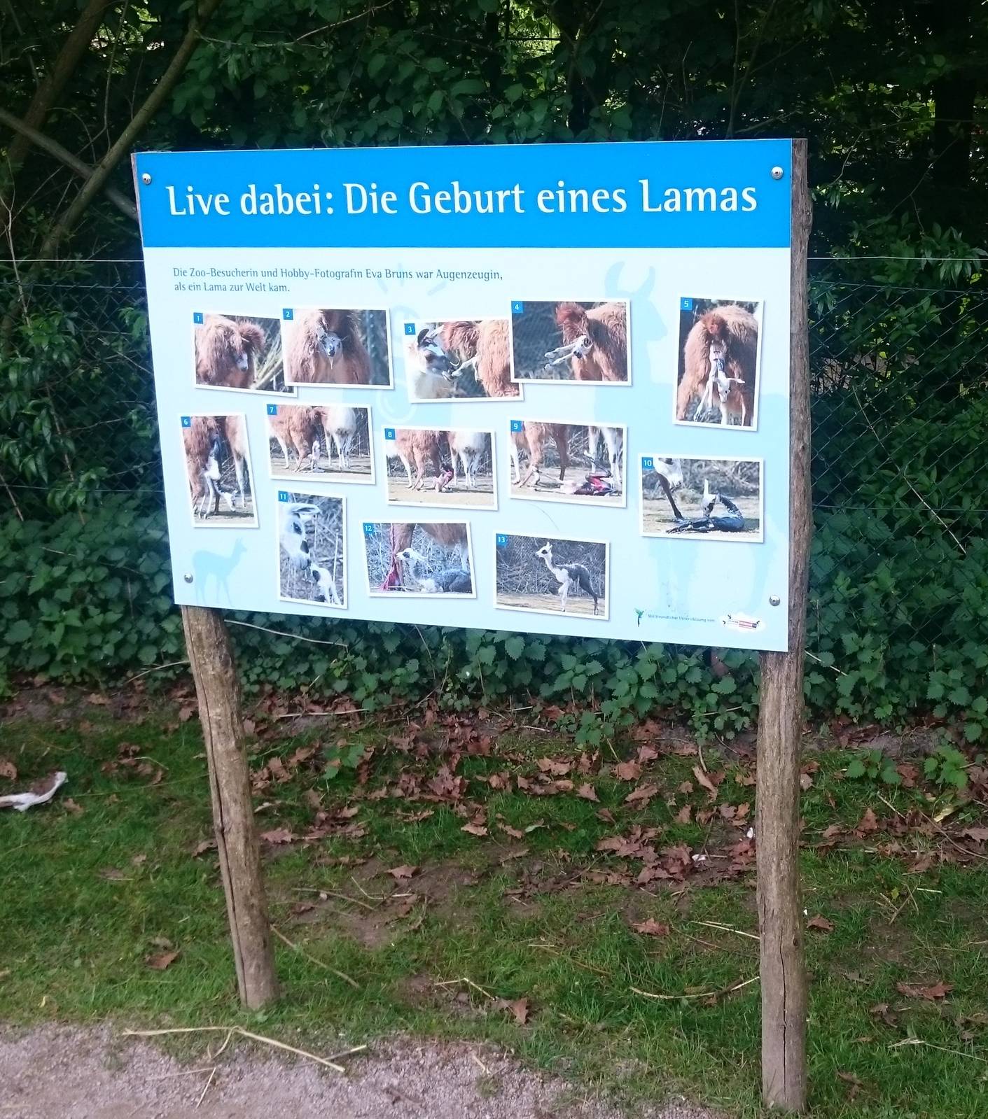 Pictires of the birth of a Llama