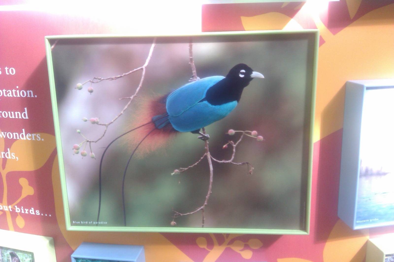 Picture of the Blue Bird-of-Paradise in the Mcneil Avian center