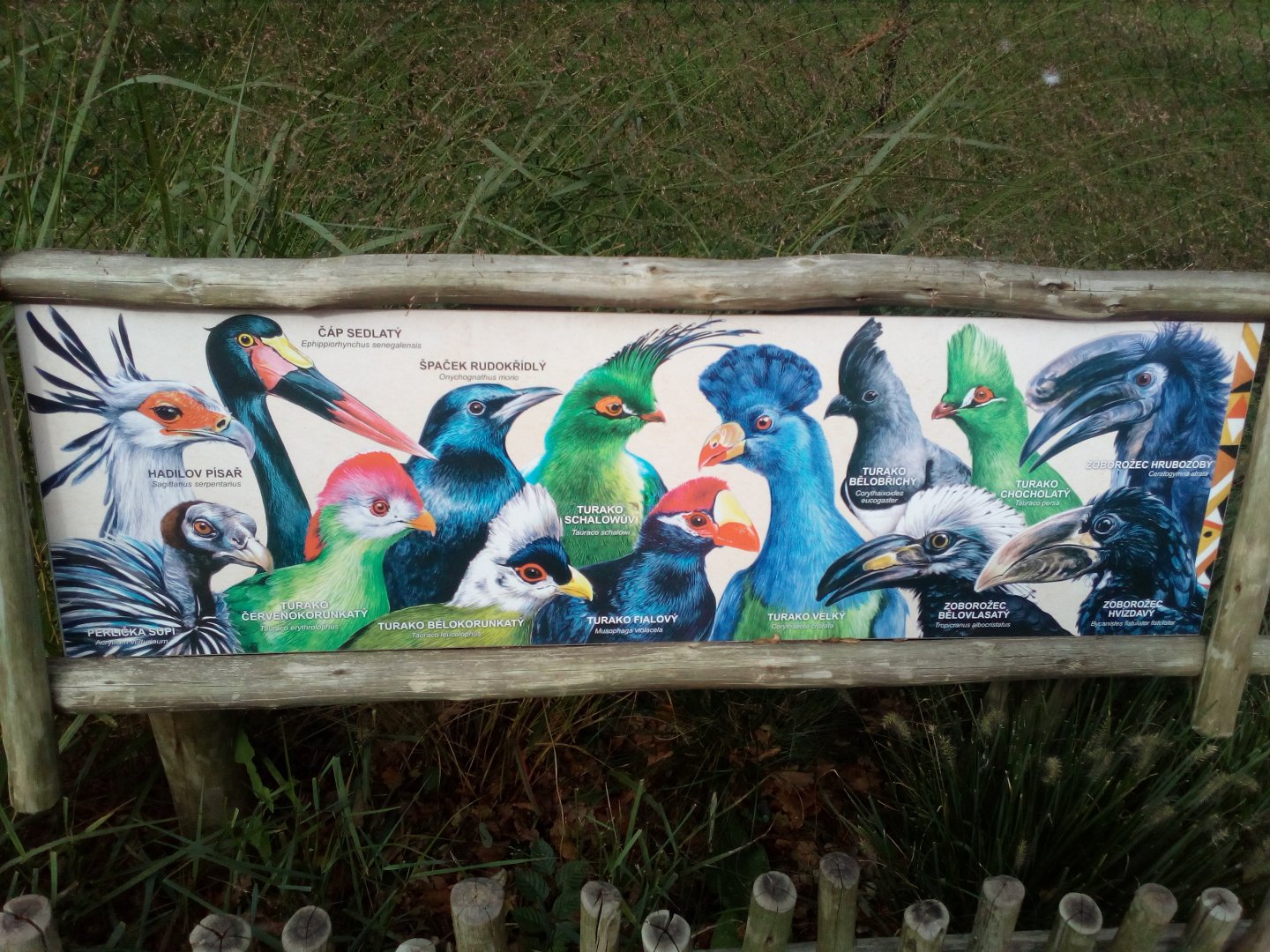 Picture sign of non-vulture birds in Gora Ark-9/25