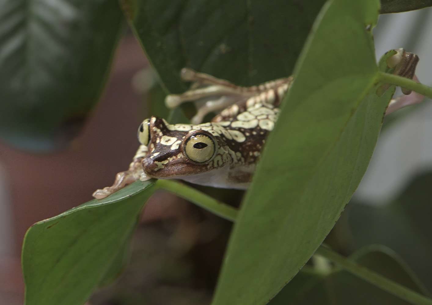 Pictured tree frog