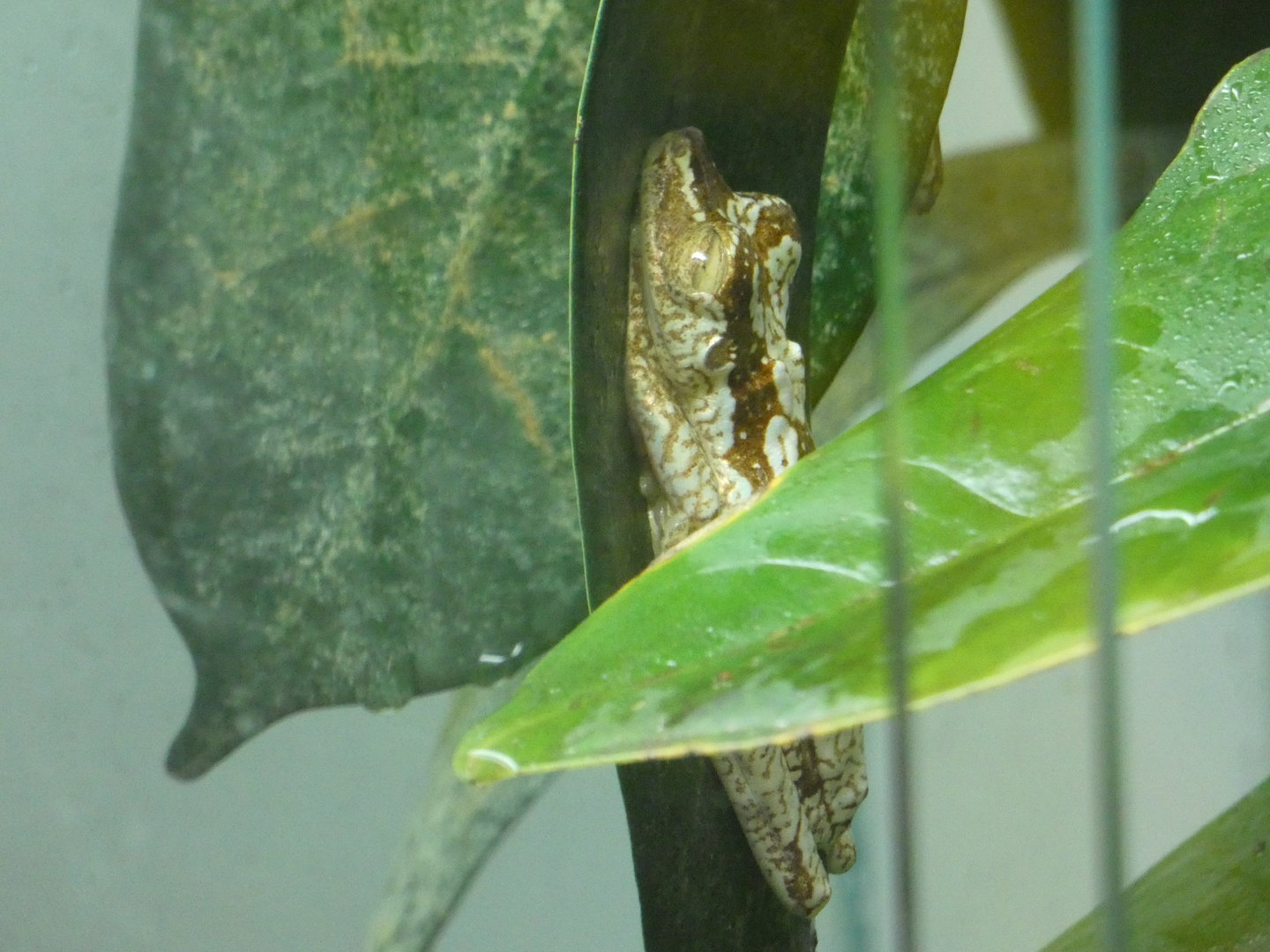 Pictured tree frog