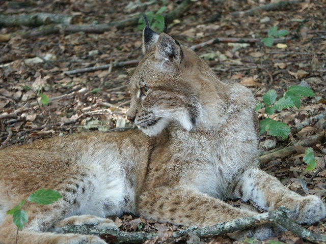 Pictures From Nordens Ark