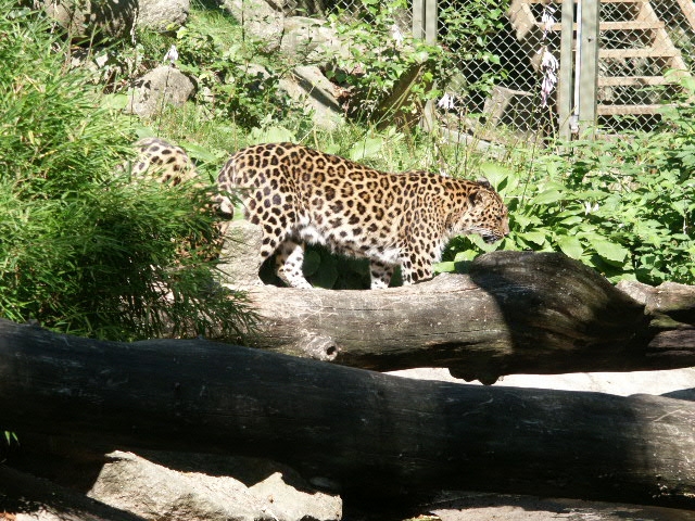 Pictures From Nordens Ark