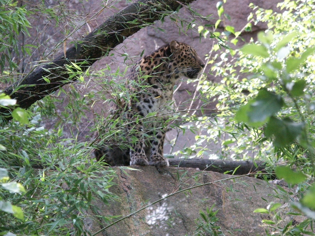 Pictures From Nordens Ark