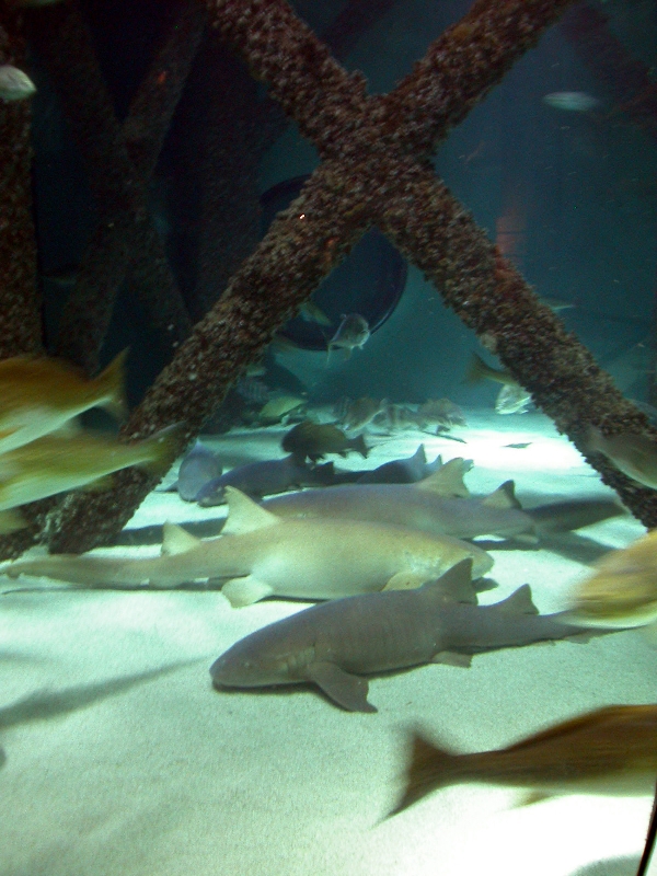 Pictures taken around opening