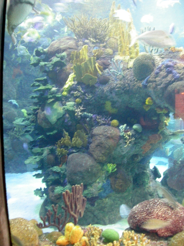 Pictures taken around opening