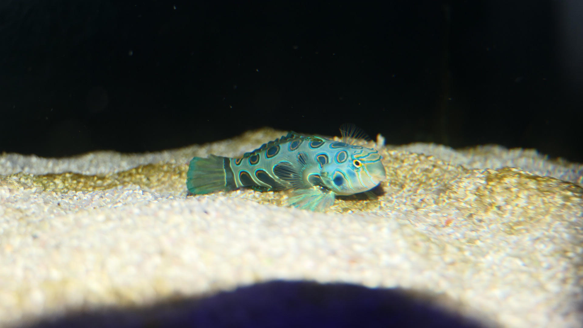 Picturesque Dragonet (Synchipropus picturatus)