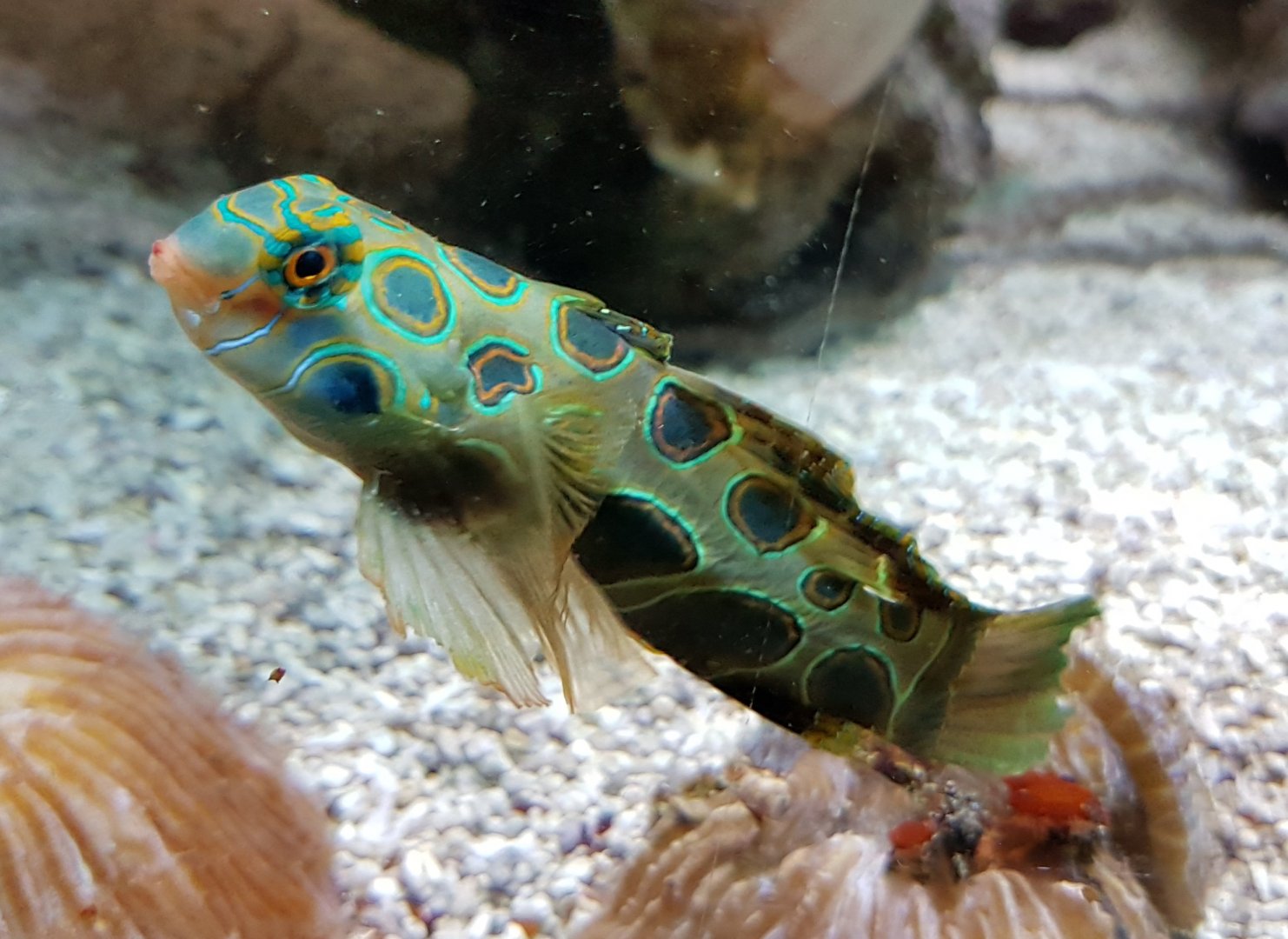 Picturesque dragonet - Synchiropus picturatus