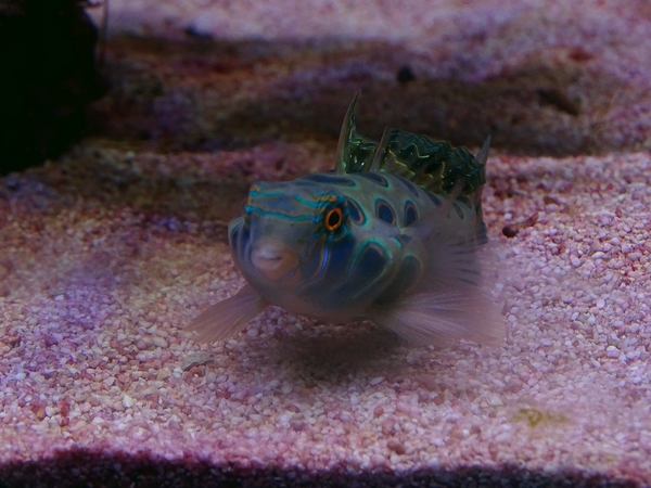 Picturesque dragonet (Synchiropus picturatus)