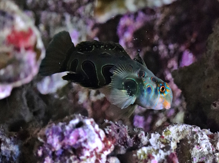 Picturesque dragonet (Synchiropus picturatus)