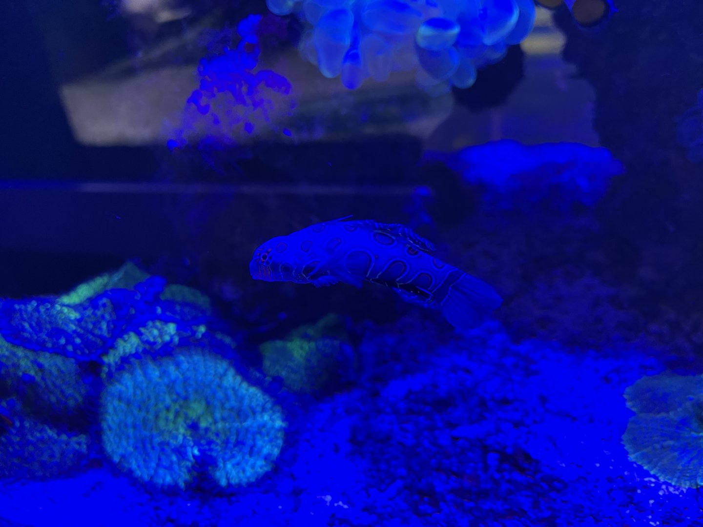 picturesque dragonet (synchiropus picturatus)