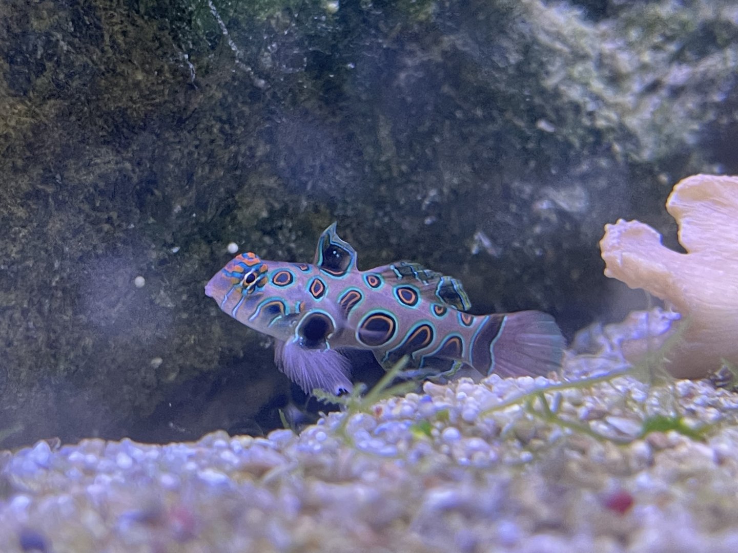 picturesque dragonet (synchiropus picturatus)
