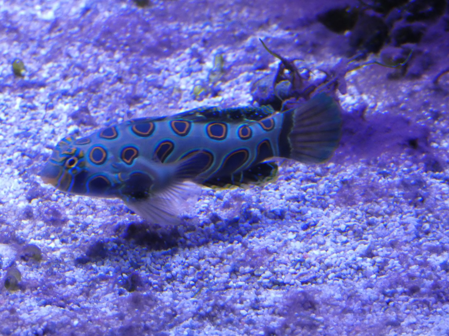 Picturesque Dragonet