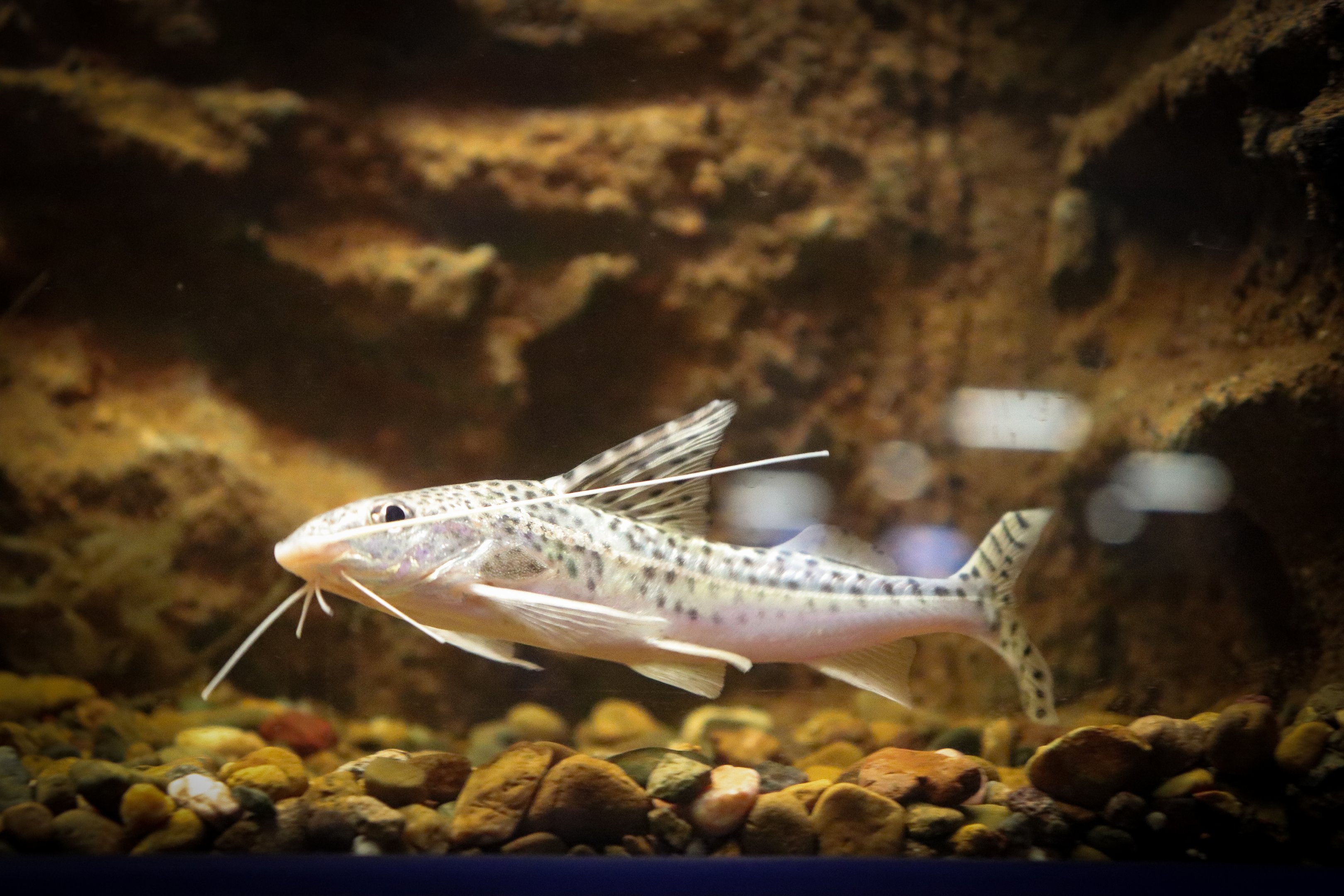 Pictus Catfish (Pimelodus pictus)- Royal Queensland Show 2018