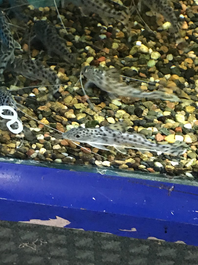 Pictus Catfish (Pimelodus pictus)