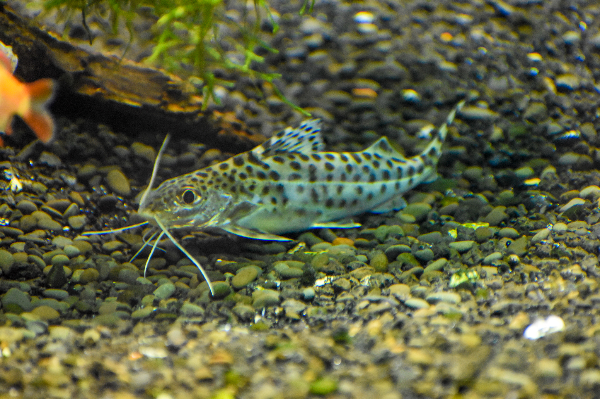Pictus Catfish (Pimelodus pictus)