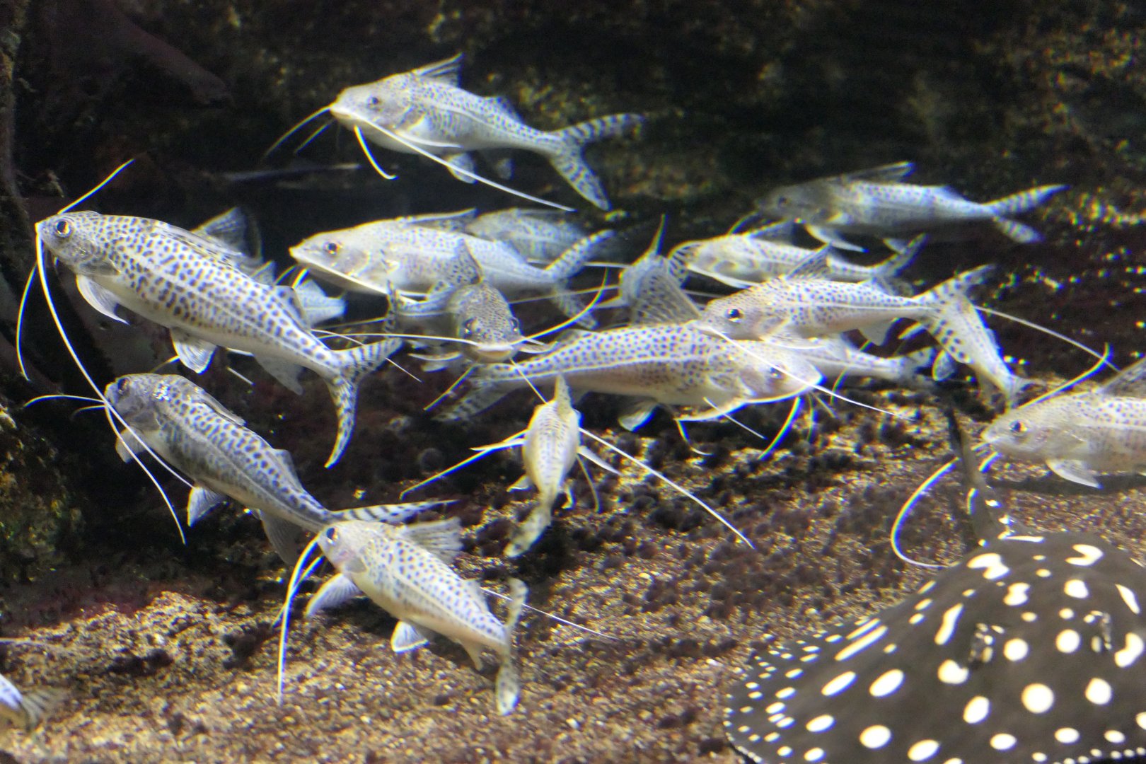 Pictus Catfish (Pimelodus pictus)