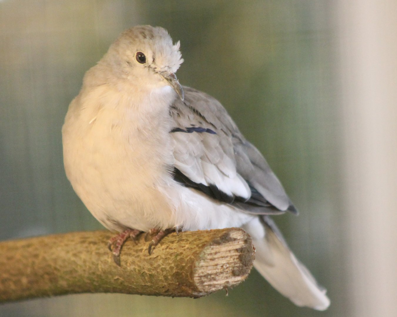 Picui dove