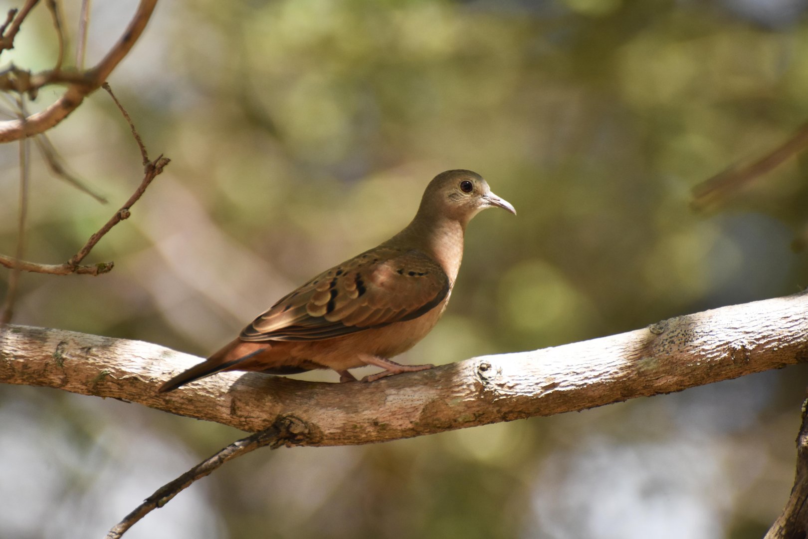 Picui Ground Dove (Columbina picui)