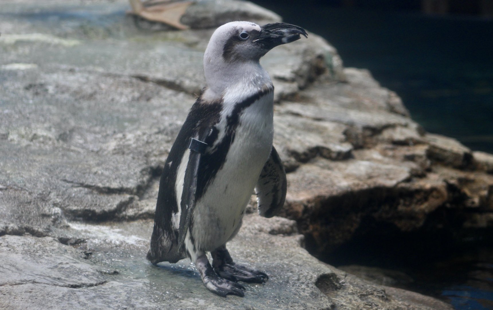 Piebald African Penguin (Spheniscus demersus)