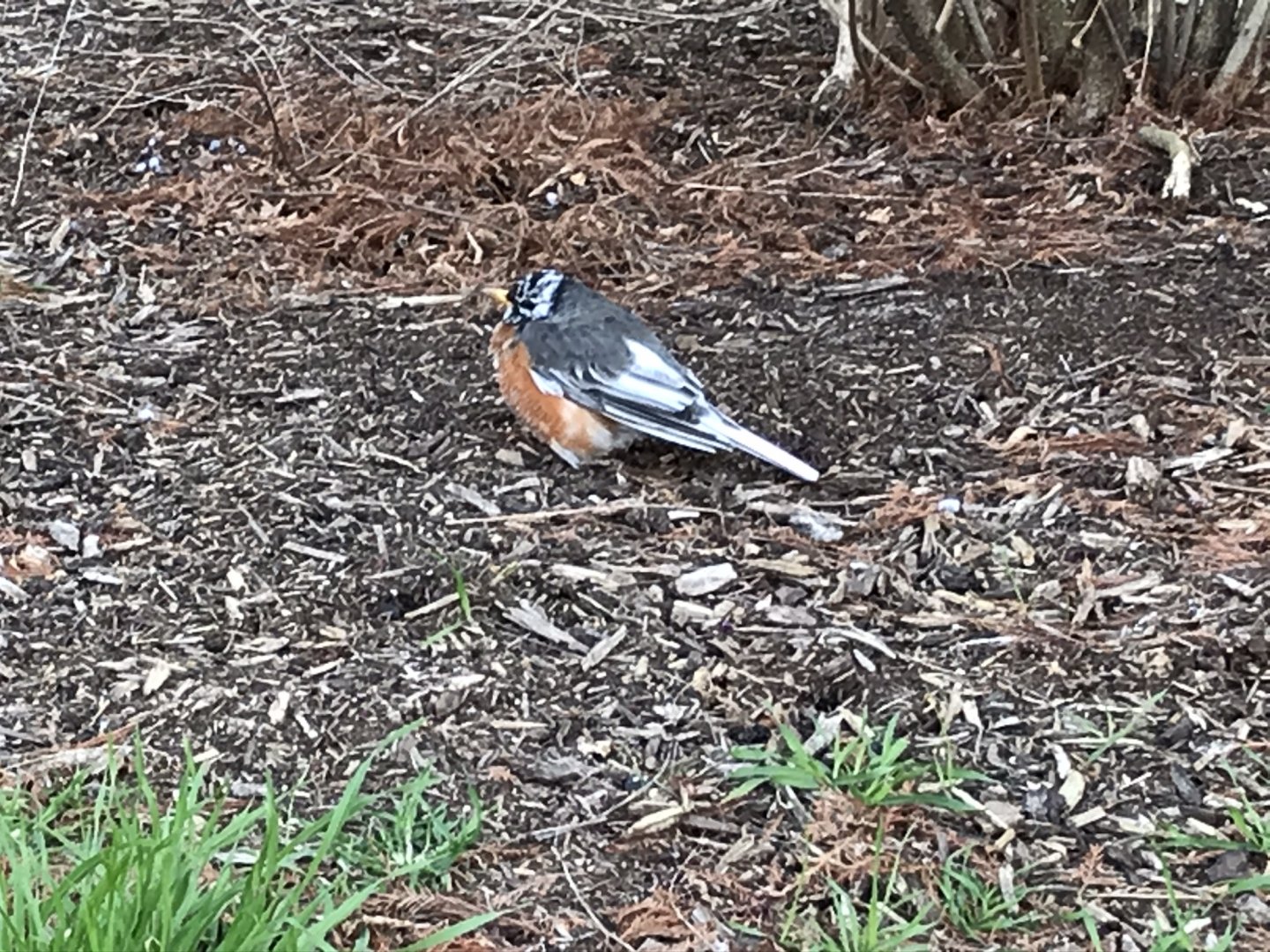 Piebald American robin in Washington, D.C.