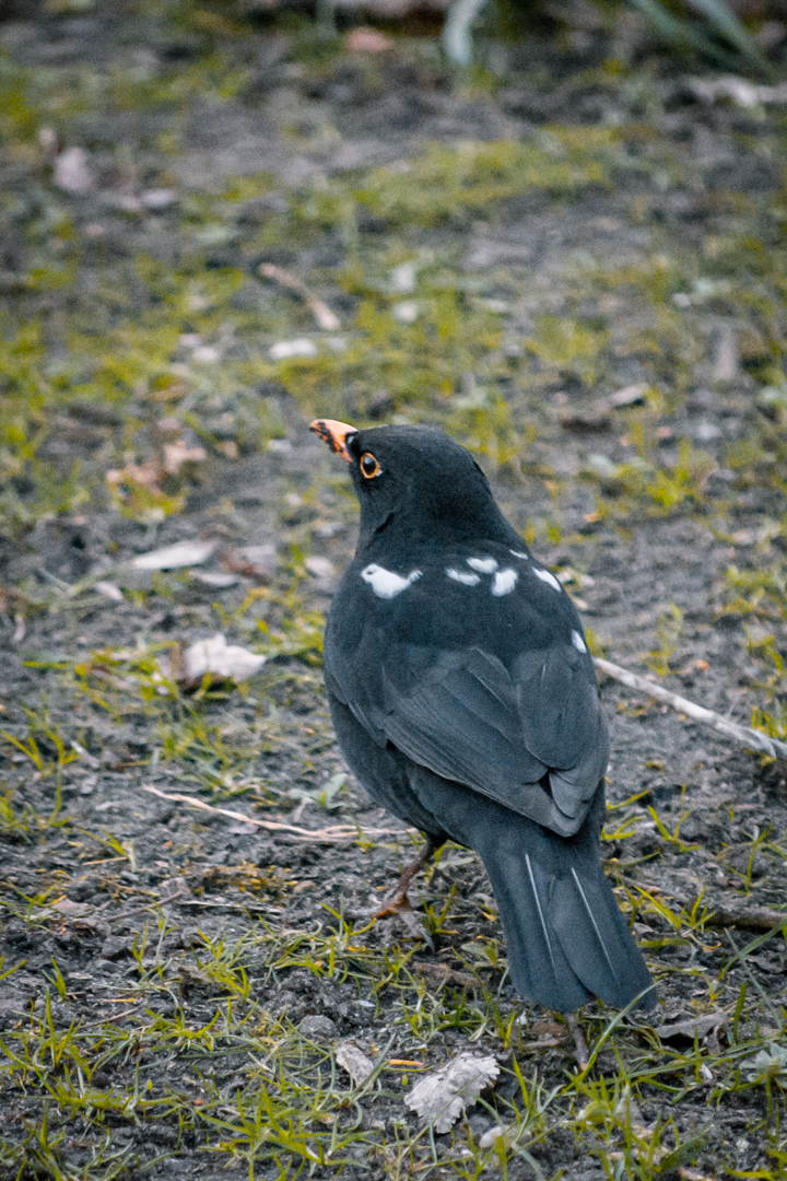 Piebald Blackbird