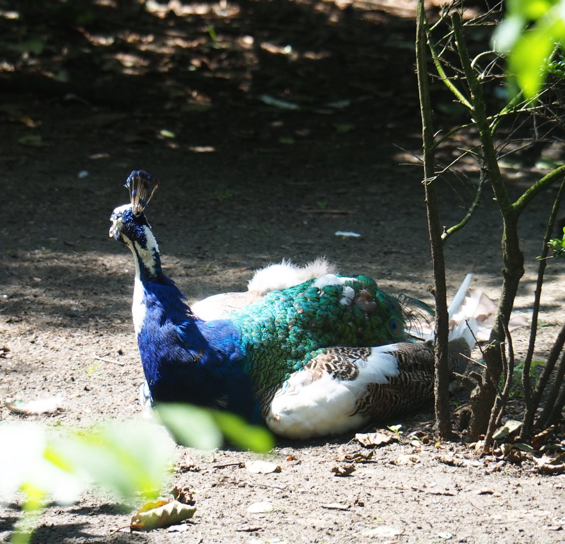 Piebald blue peafowl rooster (Pavo cristatus), 2019-08-04